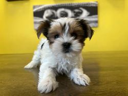 Teacup Yorkie Puppies for Sale - Quality & Adorable | Westch